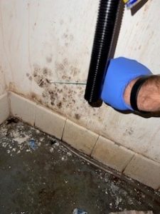 black mold removal