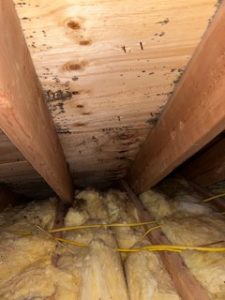 mold cleanup